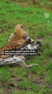 9.2K views · 30 reactions | The London Zoo has begun its week-long count of approx 14,000 animals — here’s why the annual census is critical to conservation efforts | NowThis | Facebook