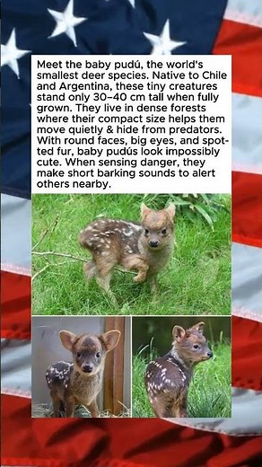 BABY PUDU: WORLD'S TINIEST DEER🥰