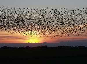 BREAKDOWN: Why birds migrate