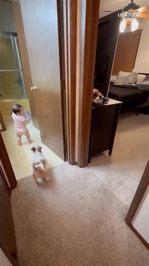 National Dog Day Star: Playful dog shares a fun game of chase with human sibling