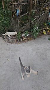 15K views · 315 reactions | Morning joy A playful kitten's routine  | Happy Pets | Facebook