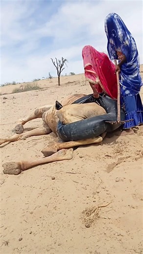 لن تصدق! جمل ينهار من شدة الحرارة في الصحراء، وفتيات ينقذنه بطريقة مذهلة 😱🐪