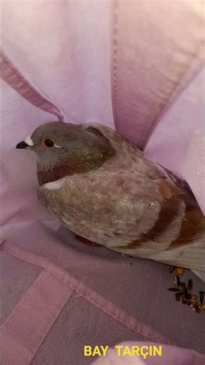 ⚜ B A Y T A R Ç I N ⚜ #pigeon #bird #taube #güvercin #injured #help #sos #rescue #love
