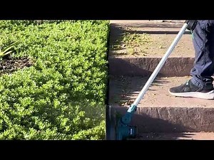 Trimming The Myoporum