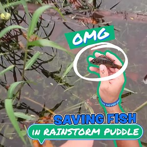 194K views · 2K reactions | Let's Go Fish Hunting In PUDDLES!☔ | Paul Cuffaro | Facebook