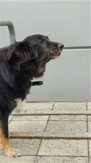 Собака лает зовет хозяина -5 Домашние животные #shorts The dog barks and calls for its owner Pets