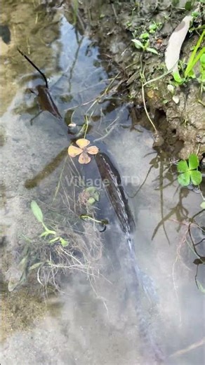 🎣 Fishing for LIFE in a Desi Village | A Day of Traditional Fishing in Rural Life 🌾 Village Ltd