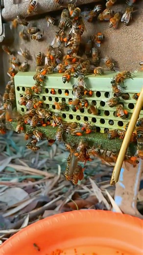 Close Look at Bees Carrying Pollen Loads