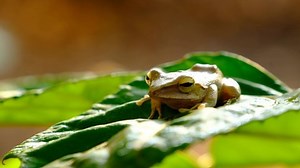 clip-1068586874-common-southeast-asian-tree-frog-polypedates-leucomystax