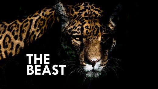 Jaguar: The True King of the Jungle