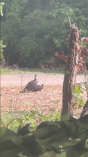 Jake Decoy & Breeding Hen #hunting #hunt #hunter #turkeyhunting #howtosetup