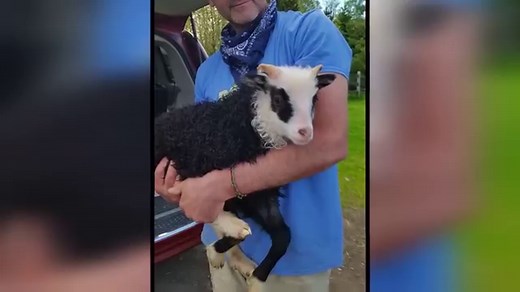 182 reactions · 67 shares | Next stop for Derrick and Henry is Kinder Way Farm Sanctuary in Vermont to get Aries the help he desperately needs! Catch the new episode of Wizard of Paws on Wednesday at 9 ET | 6 PT on BYUtv. | The Wizard of Paws | Facebook