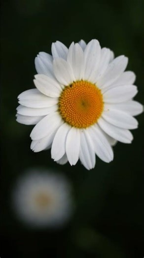 Продаж! 💥Carl Zeiss Jena Tessar 2.8/50 mm red T, 12 пелюсток діафрагма, Germany 💥💥💥