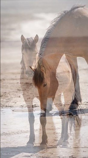 Wilde Mustangs - wild Mustangs - wilde Pferde - wildlebende Pferde