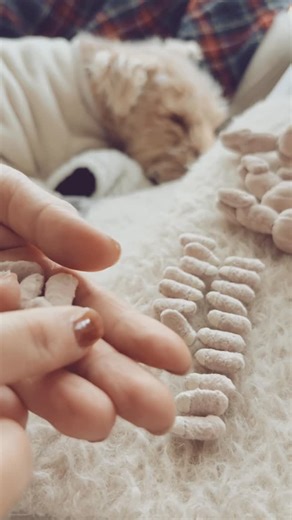 DOUDOU no TRUNK ｜ kayo🐶ドゥードゥー on Instagram: "◌ 元旦の朝、お笑いが流れるTV前で ひっくり返されていったパーツたち♡ しばらく作業が止まってましたが やっと昨日はあんよが繋がって、次はおてて。 ミリ単位で小さくブラッシュアップしたおててを 左右に振り分けしました´- (2倍速) これ右？ こっちが左？ たまにどっちつかずなのもあって 迷いながらやってます笑 このあと、手のパッドサイズが合うペア同士で 1つのボディにつなげて、組み上げます😉 —— さすがに 同じ作業を一度にやりすぎて 指先の関節の痛みには 優しくなかったけどー🤭 数日休めたら、痛みも軽減しました´- さぁ、ぬいぐるみ博に 間に合わせなくっちゃね´- …………………………………………………… ▶︎2026年1月17日(土)18日(日)両日出展 ◉横浜(対面販売) 【 布博 & ぬいぐるみ博 in 横浜 】 大さん橋ホール 横浜市中区海岸通1-1-4 10:00〜17:00 入場料... 前売り券1,200円｜当日券1,500円 @nuigurumihaku @textil