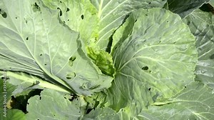 Cabbage is eaten by slugs. A head of cabbage grows on a bed in the garden. Green cabbage leaves.