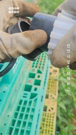 강우예보로 6월14일로 수확날짜 변경!수확전 준비 및 확인작업