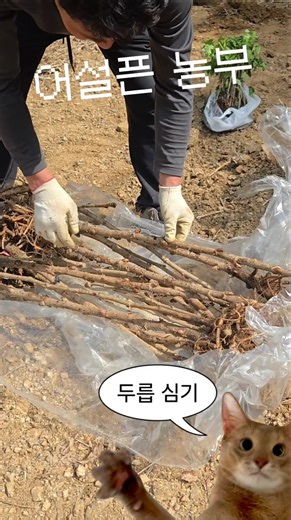 A Beginner Farmer's First Time Planting Aralia Shoots