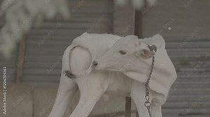 slog 3 10 bit 4k raw footage