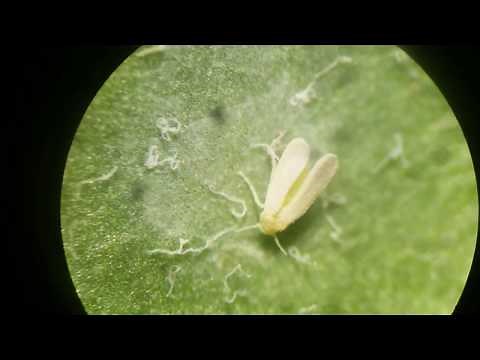 Quick Primer--Entomopathogenic Fungus Beauveria bassiana