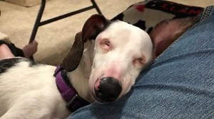 The Queen Ween is dreaming of steak to fill my royal tummy! #steaksunday | Having Hope Always