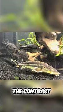 Underwater Jungle! 300-Gallon Monster Tank Transformation!