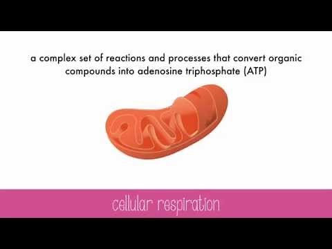 Cellular Respiration