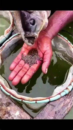 Inside Modern Fish Farming 😱🔥