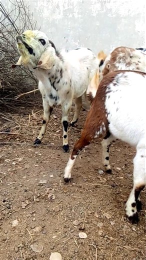 GOAT FIRST TIME 😂🙀 AND SOUNDS 🤣#goat #shorts