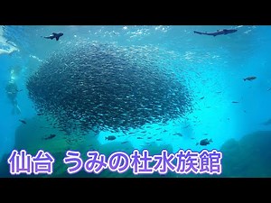 【仙台 うみの杜水族館】三陸の海を再現した大水槽！