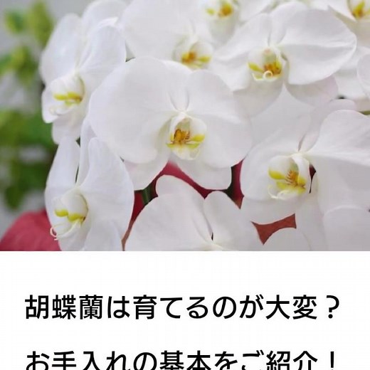【胡蝶蘭】胡蝶蘭の育て方を解説！日々のお手入れや長持ちさせるコツ、2度咲きさせる方法とは？胡蝶蘭/育て方/手入れ/水やり