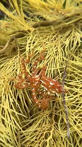 32K views · 215 reactions |  Rare sighting: Frilled Pygmy Octopus!...