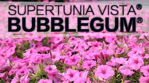 21K views · 898 reactions | Here's a quick look at how Supertunia Vista Bubblegum performed in the landscape this summer... | Proven Winners | Facebook