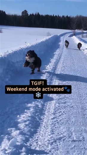 Weekend Mode Activated: Bernese Mountain Dogs in the Snow ❄️ TGIF #shorts