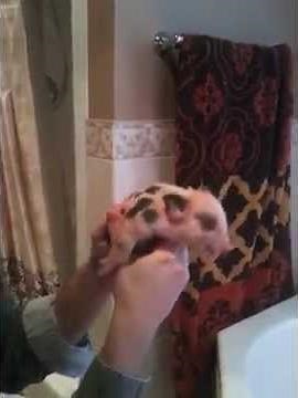 One day old Pigs Squealing