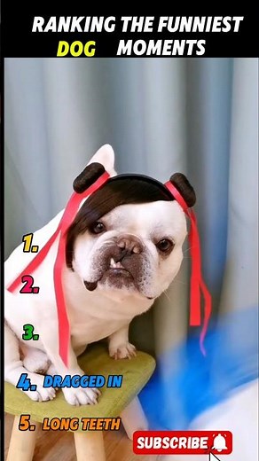 Ranking the Funniest Dog Moments 😂🐶 | Top 5 Hilarious Clips!