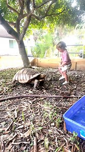 2.2K views · 26 reactions | Meet our latest addition to the family, a rescued sulcata tortoise. We’re in the process of building him the perfect habitat and we’re going to need a name for this big guy! The boys are so pumped but still getting used to his size haha | Epic Airboat Tours | Facebook