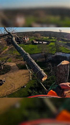 Honey Brothers on Instagram: "Small rigs with the @dmm_professional XS Impact block and Small Impact Block 🙌 @conan_tree up top! #dmmwales #dmmprofessional #honeybros #rigging #treework"