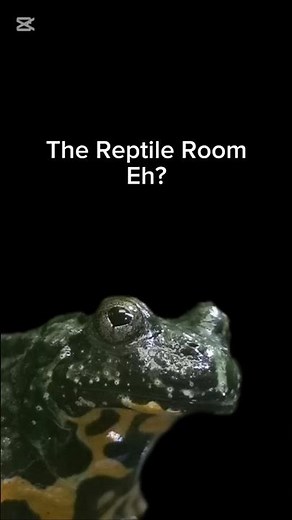 Fire Belly toad paludarium is a vibe #reptileroom #frog