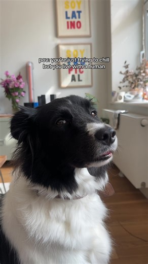 just another day in his life #bordercollie #dogsoftiktok #dog