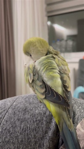 Sleeping Parrot Moments 🦜💤 Ein schlafender Papagei genießt seine Ruhe ✨ Termo-Schlaf 🌙 #birds #vogel