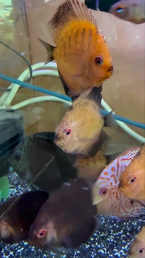 🐟 Fish of the Week 🐟 Get 10% off our beautiful Discus fish for this week only. These stunning South American fish certainly brighten up a tank License Number - LC202507-84289 Lanchester Aquatics Open Mon-Sun 🐟9am-5pm 🐠. 🐡01207668128🐟. 🐠Don’t Forget to Check Out & Subscribe to Our Brand New YouTube Channel, Link Below. https://youtu.be/jT4RzdlJIl0🐟🐠🐡 #Supportlocalshops #local #smallbusinesses #Aquatics#Lanchesteraquatics #fishkeepers #aquarium #tropicalfishkeepinguk#aquarist #aquaria #p