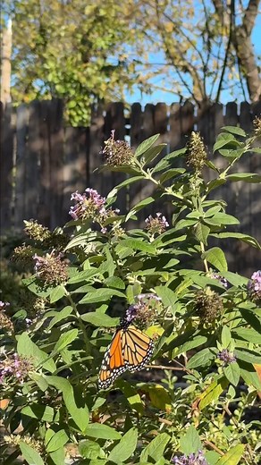 The guest of honor has arrived 🦋✨💜 | Butterfly Candy