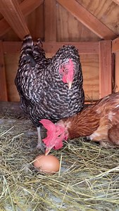 She’s like “Since you are taking the egg, I am not interested in staying here anymore”. #chicken #barredrock #funnyvideo #backyardchickens #fypシ゚ #fbreelsvideo #chickenlover #ad #animallover #animals | My lovely Animals