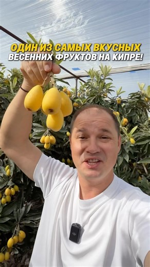 ОДИН ИЗ САМЫХ ВКУСНЫХ ВЕСЕННИХ ФРУКТОВ НА КИПРЕ 🇨🇾 #гидкипр #фрукты #мушмула #гиднакипре #кипр