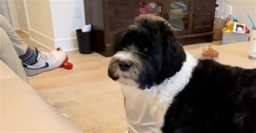 Formé à détecter le diabète chez sa jeune maîtresse, ce chien agit pour la protéger alors qu’il se trouve 2 maisons plus loin (vidéo)