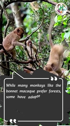 Interesting Facts | Macaca radiata | Monkeys | Maharashtra State Biodiversity Board | Nagpur