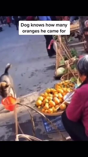 Such a cute dog. #dogs #doglover #orange #orangedog #bealgepuppy #fyp #foryou