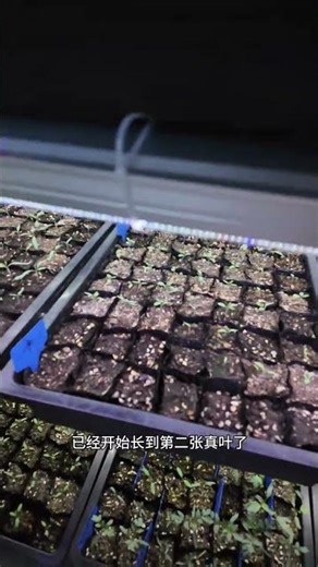Boost Seedling Growth Fast: Secret Tips Inside