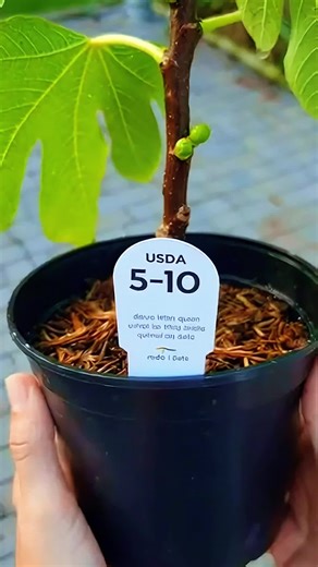 Figs are actually extremely cold hardy plants, and give tons of fruit to share with friends and family. #fig #figtree #fruittrees #garden#gardening